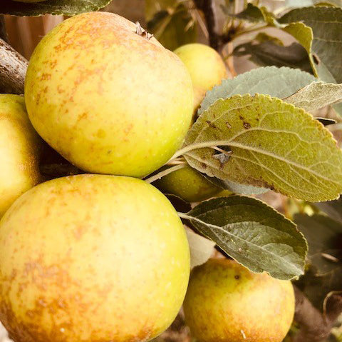 Whitpot Sweet - a rare, fabulous, sweet cider apple from Cornwall.