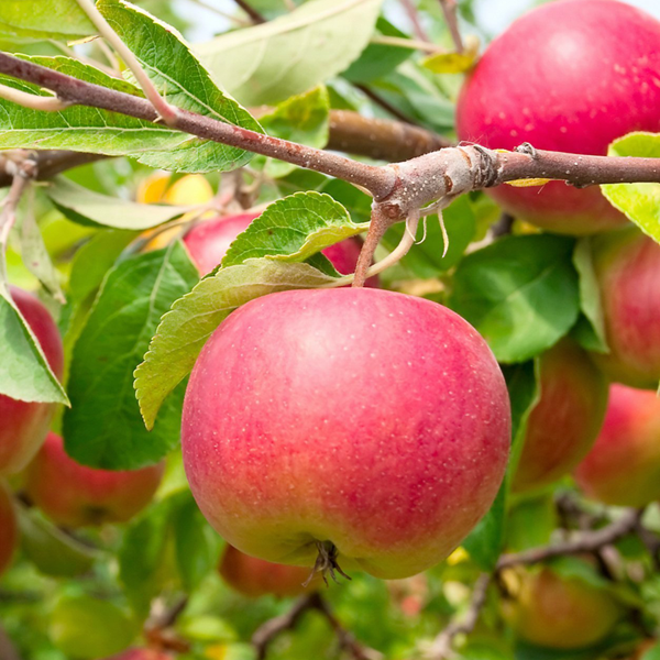 William Peters  - satisfyingly rich, intense and sweet.