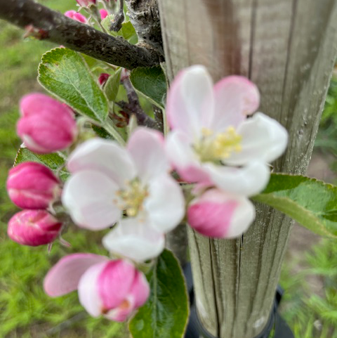 William Peters - satisfyingly rich, intense and sweet.