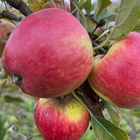 Worcester Pearmain - an absolute must for any garden.