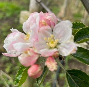 Wyken Pippin - from Holland 1770, a traditional variety.