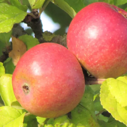 Amere Nouvelle - a vintage bittersweet from NE France