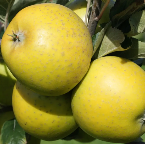 Ananas Reinette - an ancient and hardy juicing apple.