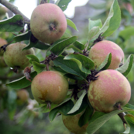 Ard Cairn Russet - highly regarded by connoisseurs.
