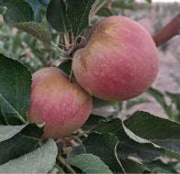 Arlet - a modern variety once grown commercially.