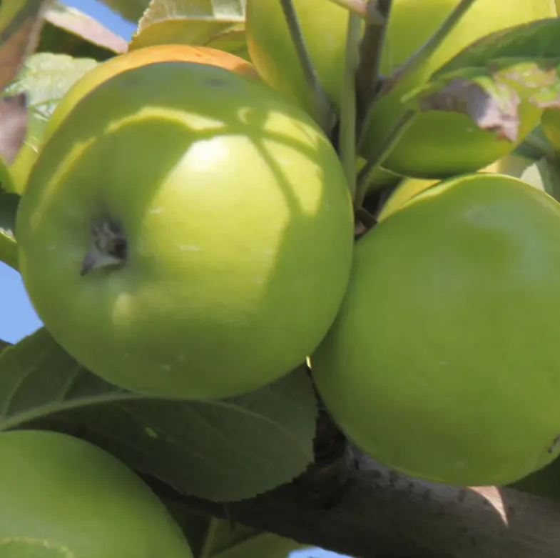 Bedan Des Partes - a vintage mild bittersweet from Normandy.