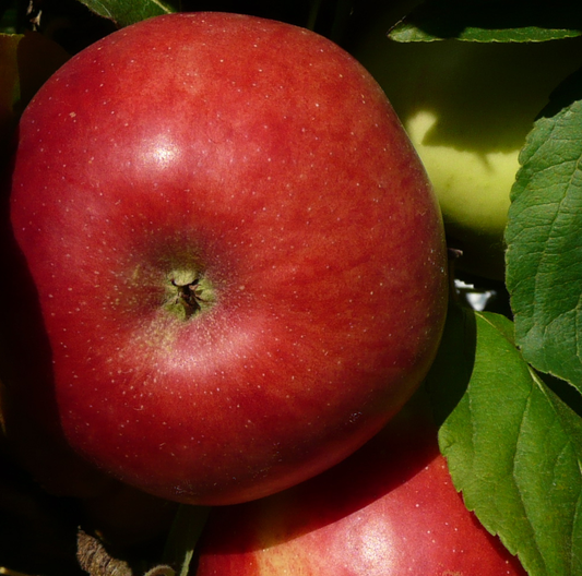 Calville Rouge d'Hiver - an ancient cider sharp from Brittany.