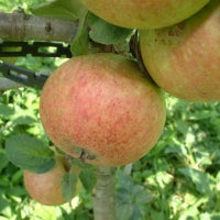 Cap of Liberty - an ancient vintage quality full bittersharp.