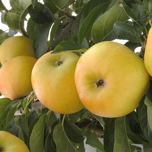 Chantecler - a fantastic French dessert apple.