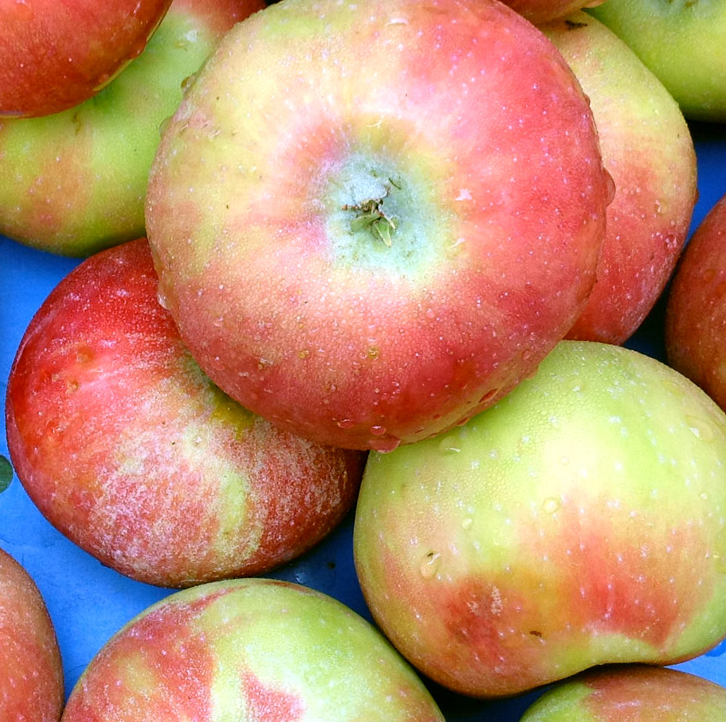 Coconut Crunch - a firm fleshed apple with a spicy flavour.