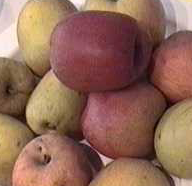 Douce Moen - a famous Bittersweet cider apple from Brittany.