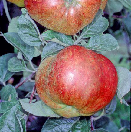 Genet Moyle - a vintage bittersweet from 1400s.