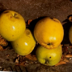 Gin - a single variety cider with street credibility.