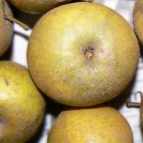 Golden Harvey - an ancient and an intriguing cider variety.