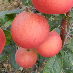 Kermerrien - a highly regarded cider variety from Brittany.