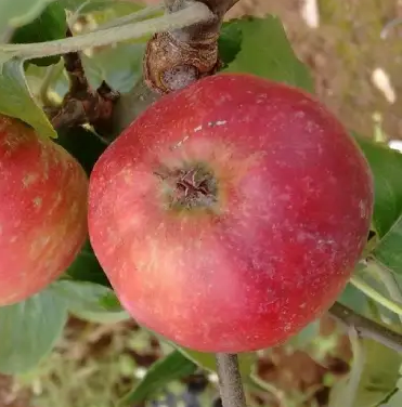 Knotted Kernal - a very interesting medium sweet cider variety