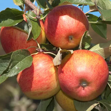 Pinova - useful for organic production with Cox flavour.