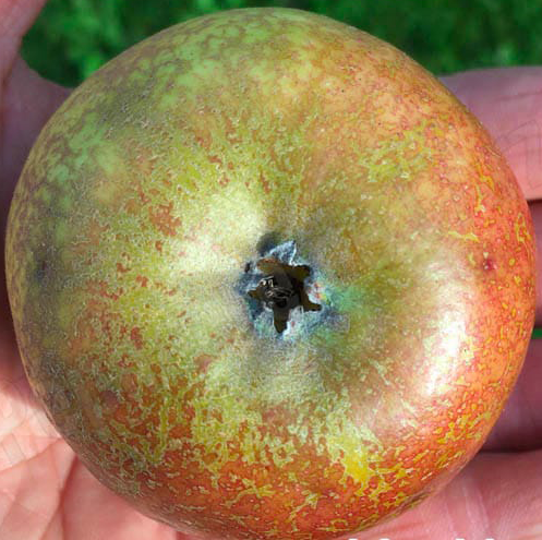 Reinette Marbree - an old, very sweet, perfumed Dutch apple.