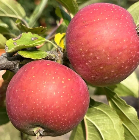 Reinette Rouge Etoilee - a famous French dessert apple.