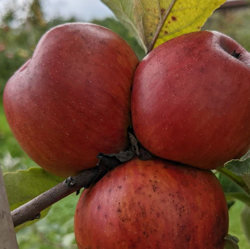 St Martin - a vintage Cider Apple from Normandy.