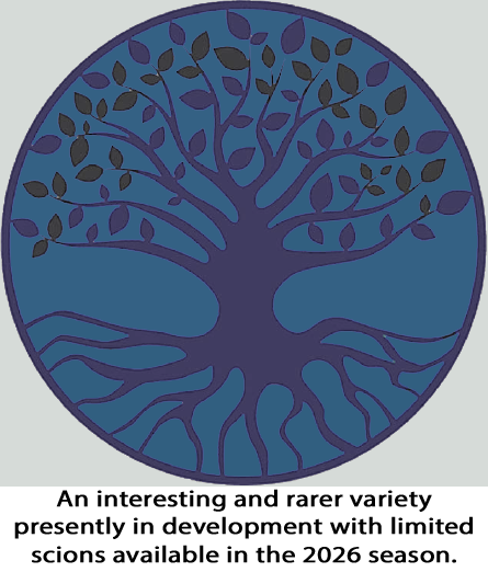 Dodd - Very sweet juicy flesh with a banana traces.