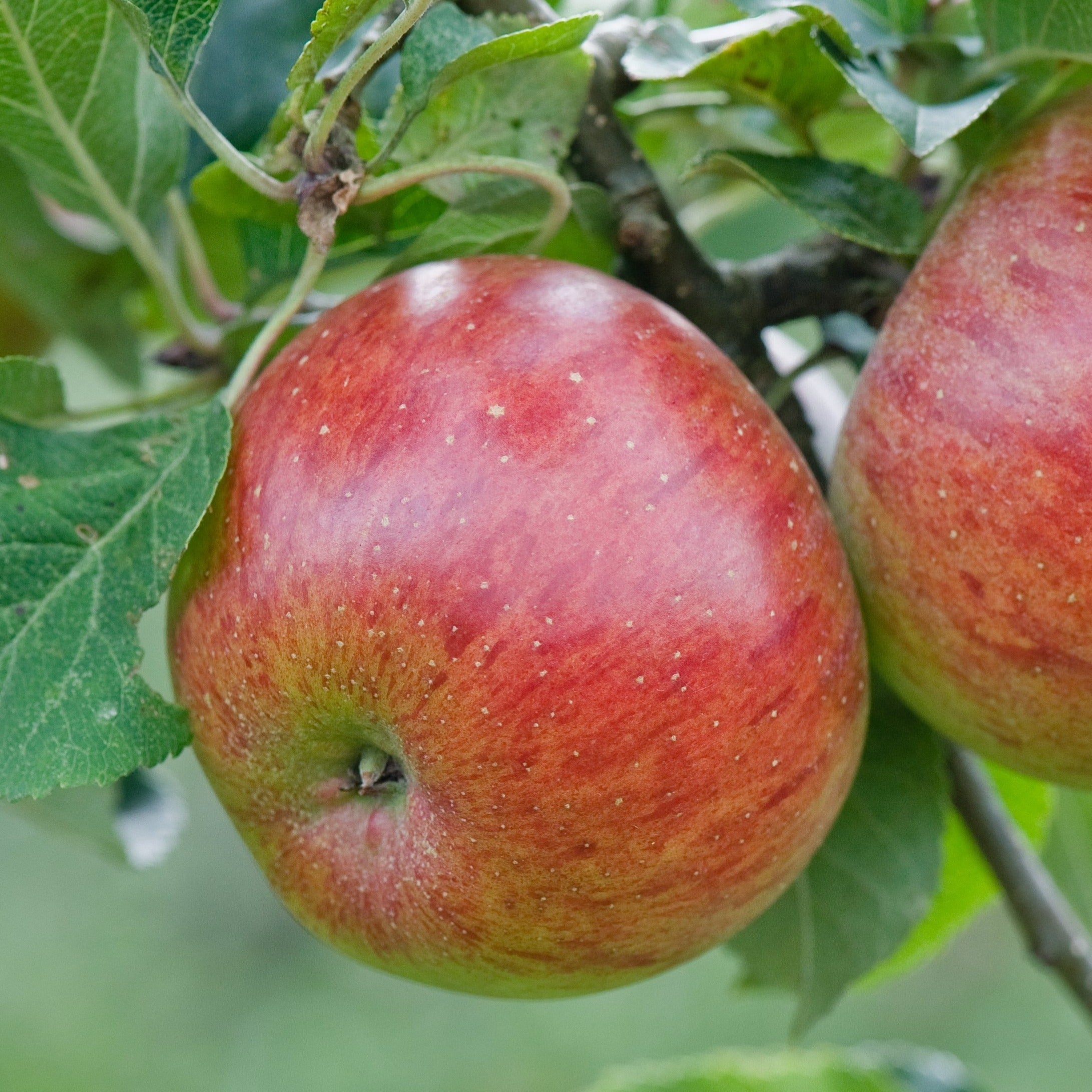 Lord Lambourne Scions Yorkshire Apples