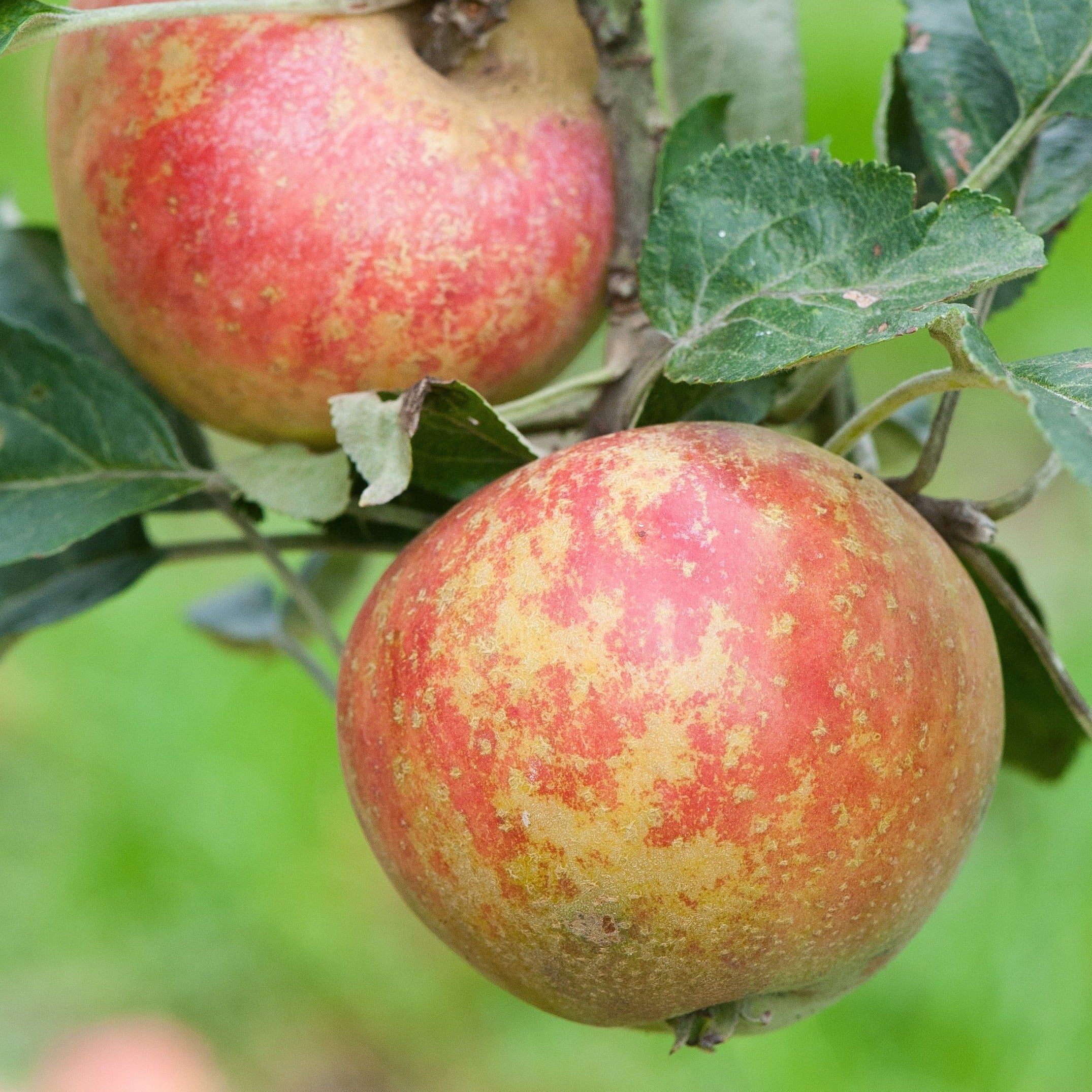 Beeley Pippin - juicy with intense, melting flavour. – Yorkshire Apples
