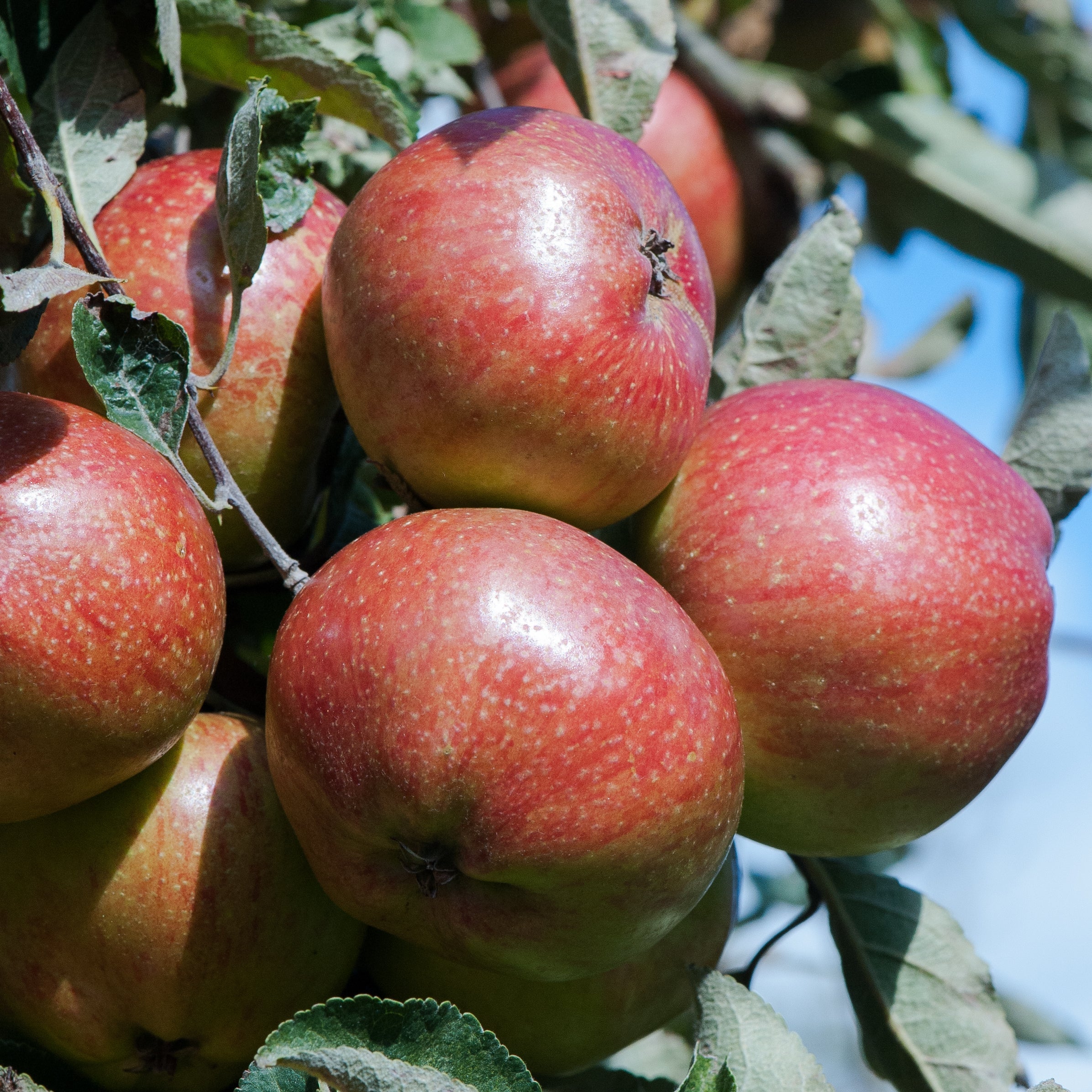 Cornish Aromatic Scions Yorkshire Apples
