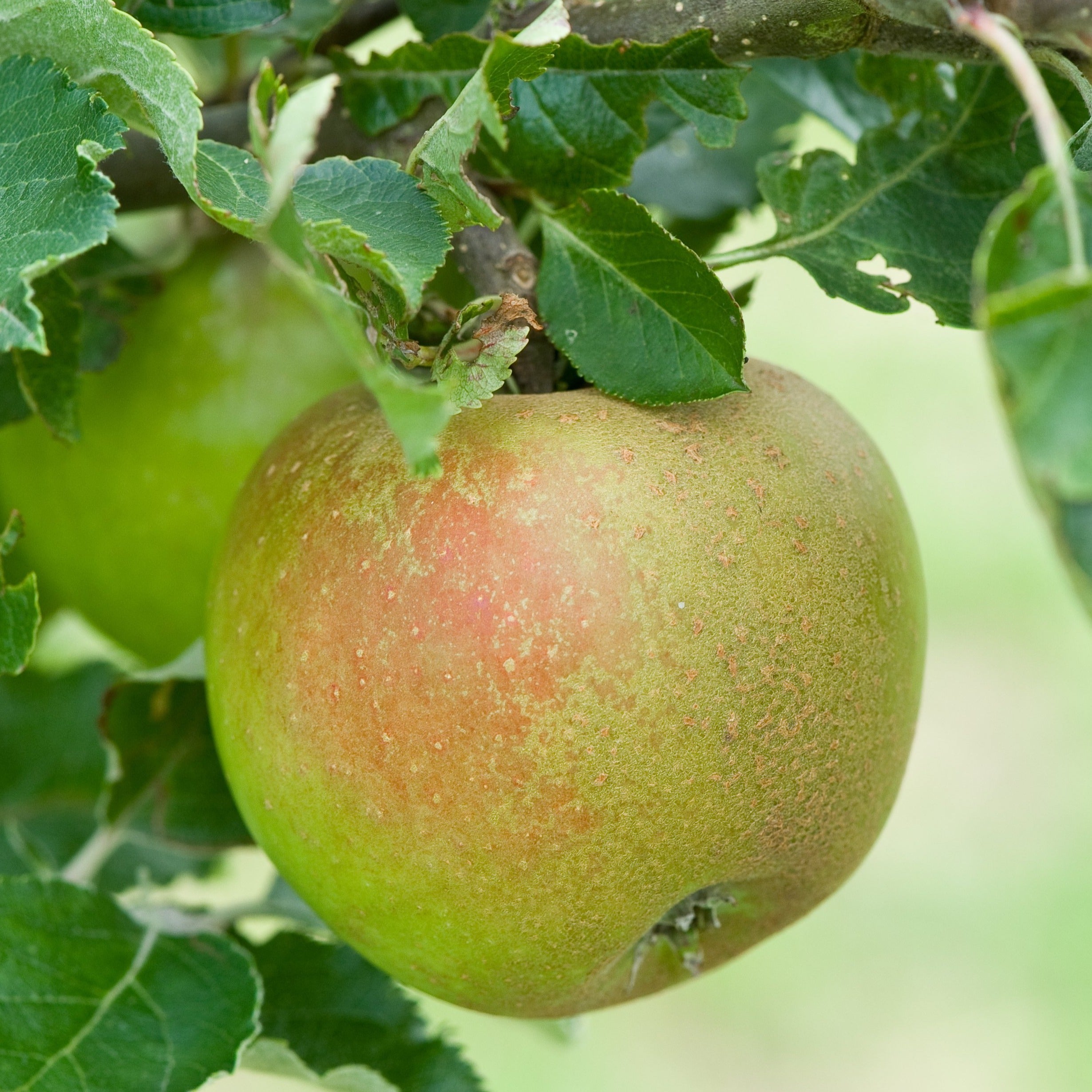Holstein Scions Yorkshire Apples