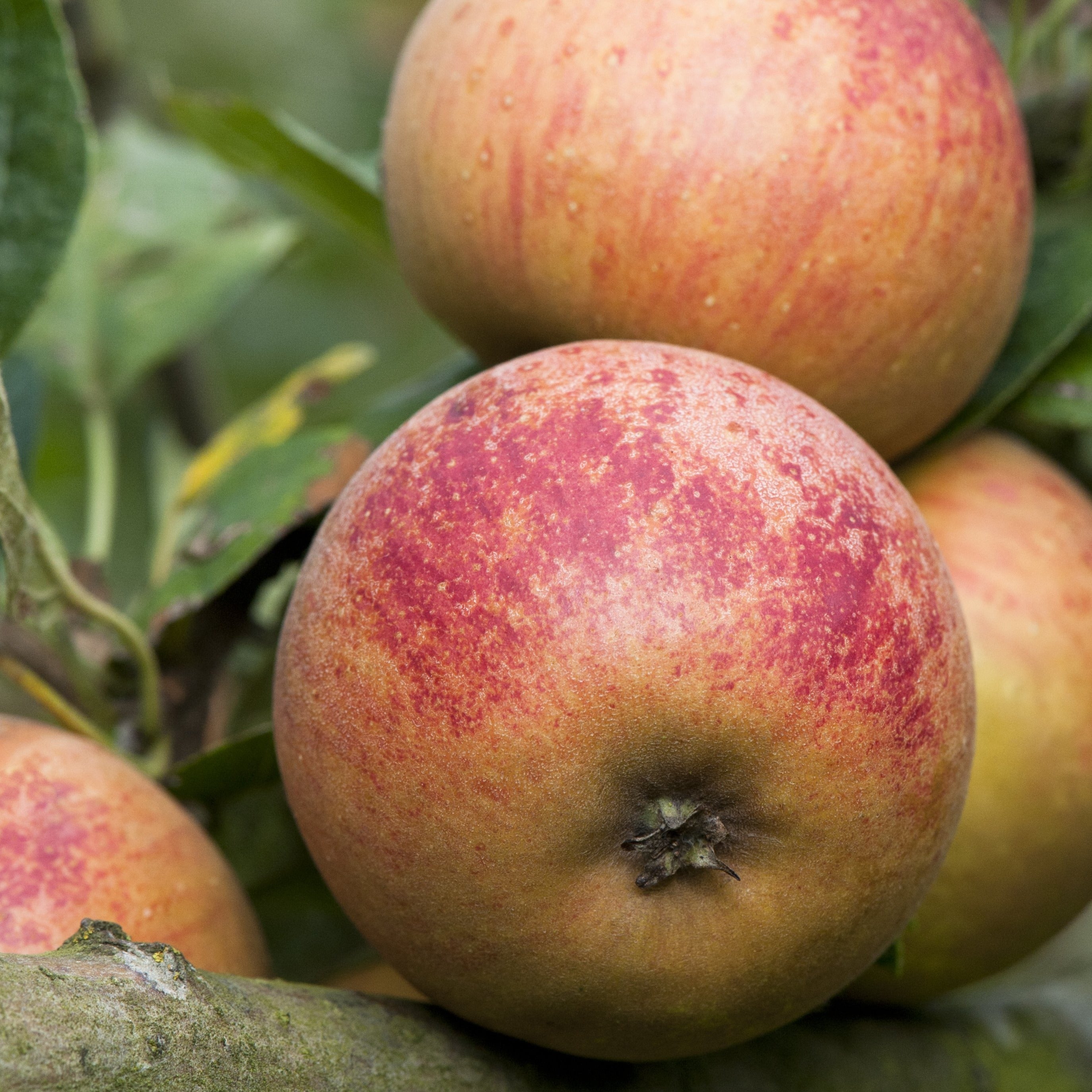 Ross Non Pariel Scions Yorkshire Apples