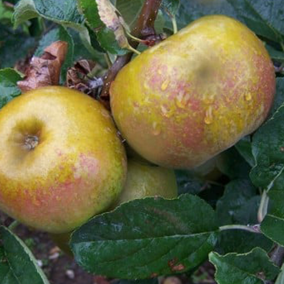 Acklam Russet