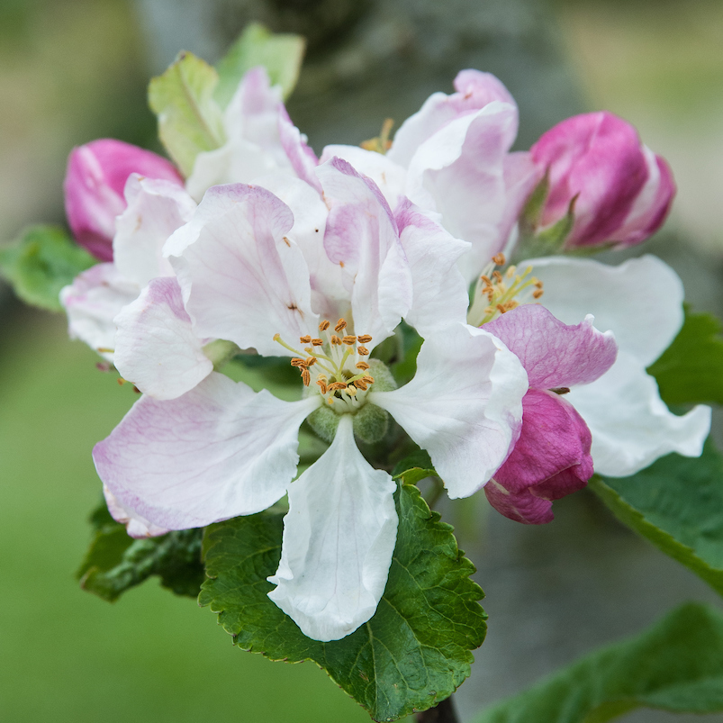 Allen's Everlasting - first class certificate from RHS