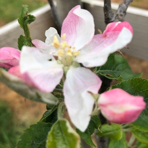 American Mother - pefumed, sweet late flowering.
