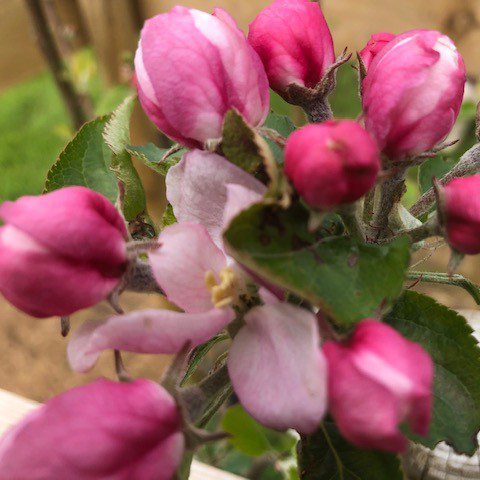 Ashmeads Kernal - disease resistant with complex flavour.