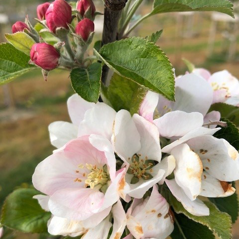 Beauty of Bath - sweet, early cropping and disease resistant.