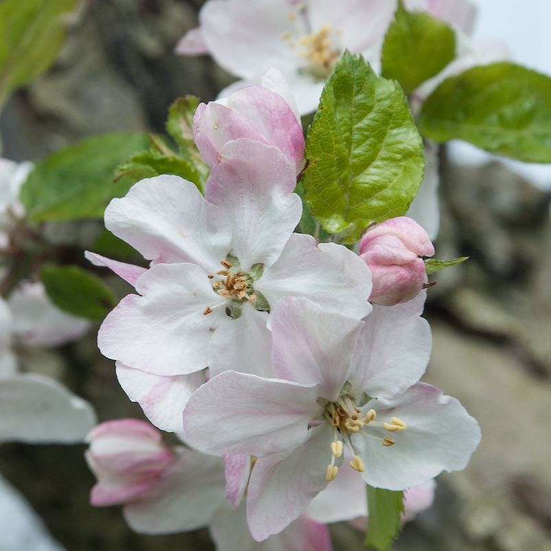 Belle du Boskoop - disease resistant, useful for cider.