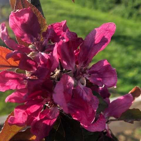 Bloody Ploughman - pink flesh, becomes sweet the longer its left.