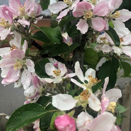 Braeburn - juicy, sweet and grown commerically.