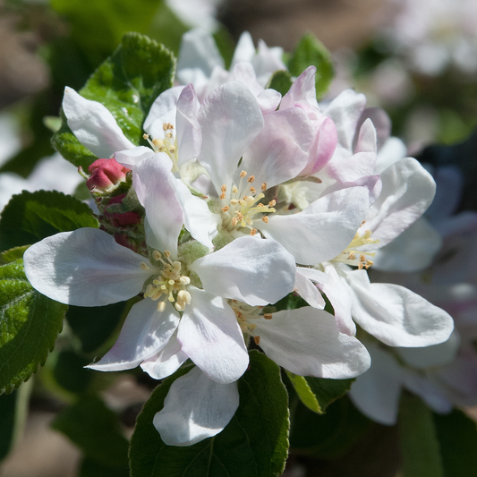 Brown's Apple Scions (Cider)