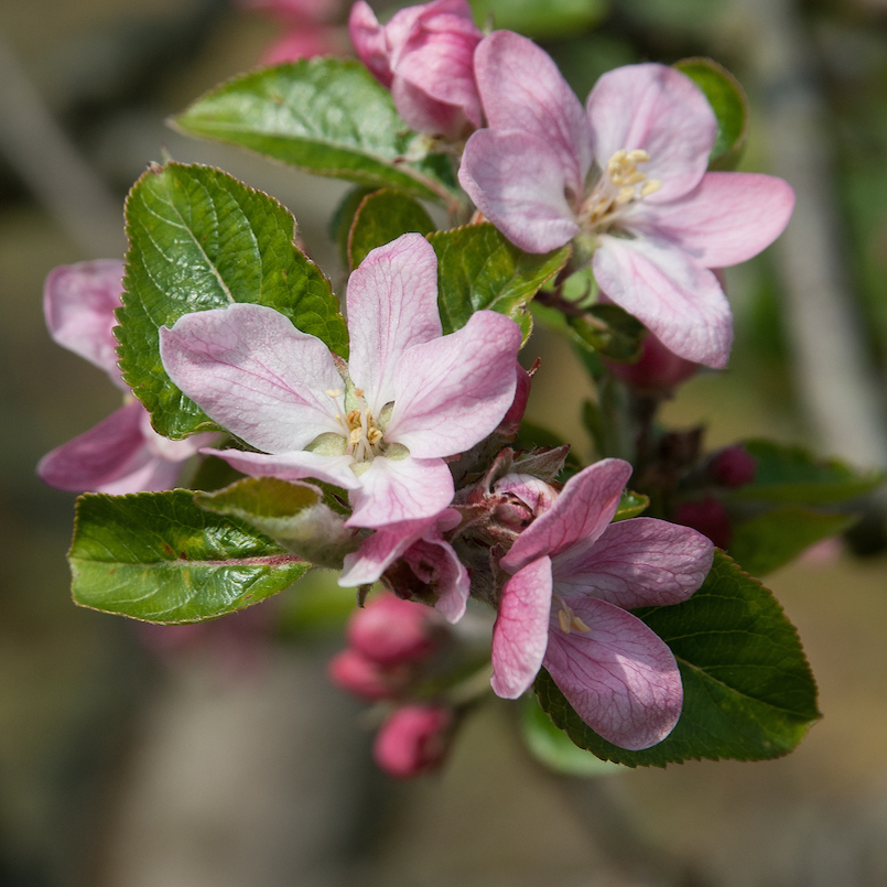 Brownlee's Russet - intensely sweet with disease resistance.