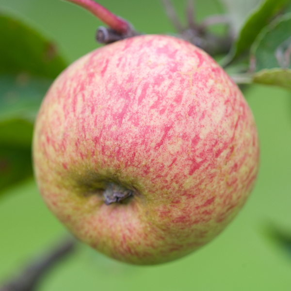 Brown's Apple