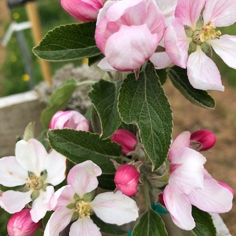 Charles Ross - disease resistant, enjoys lime rich soil.