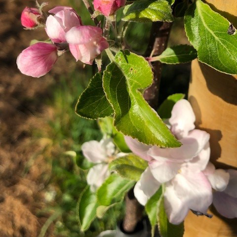 Cherry Cox - juicy with mild honeyed sweetness.