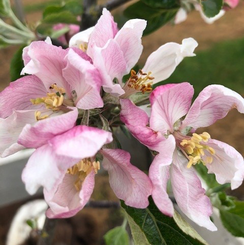 Chivers Delight - good honeyed/sharp flavour balance.