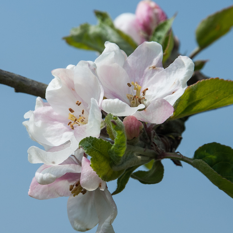 Cortland - a sweet/hardy USA commercial variety.