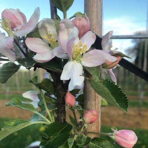 Court of Wick - a hardy heritage variety with full flavour.