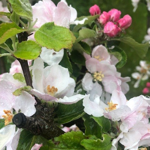 Cox's Orange Pippin - the finest tasting English apple.