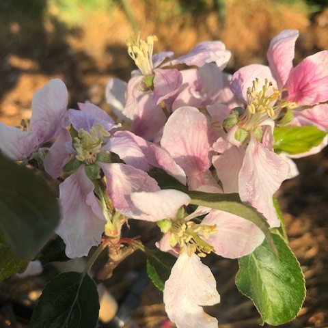 Gala Dark Ann - a very juicy, Gala variety with good flavour.