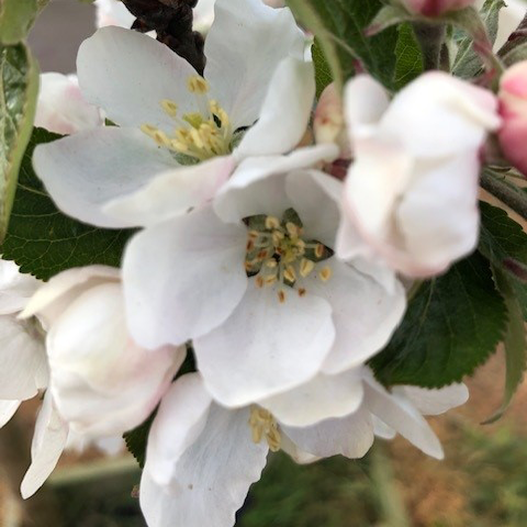 Discovery - an early variety with hints of sweet strawberry.