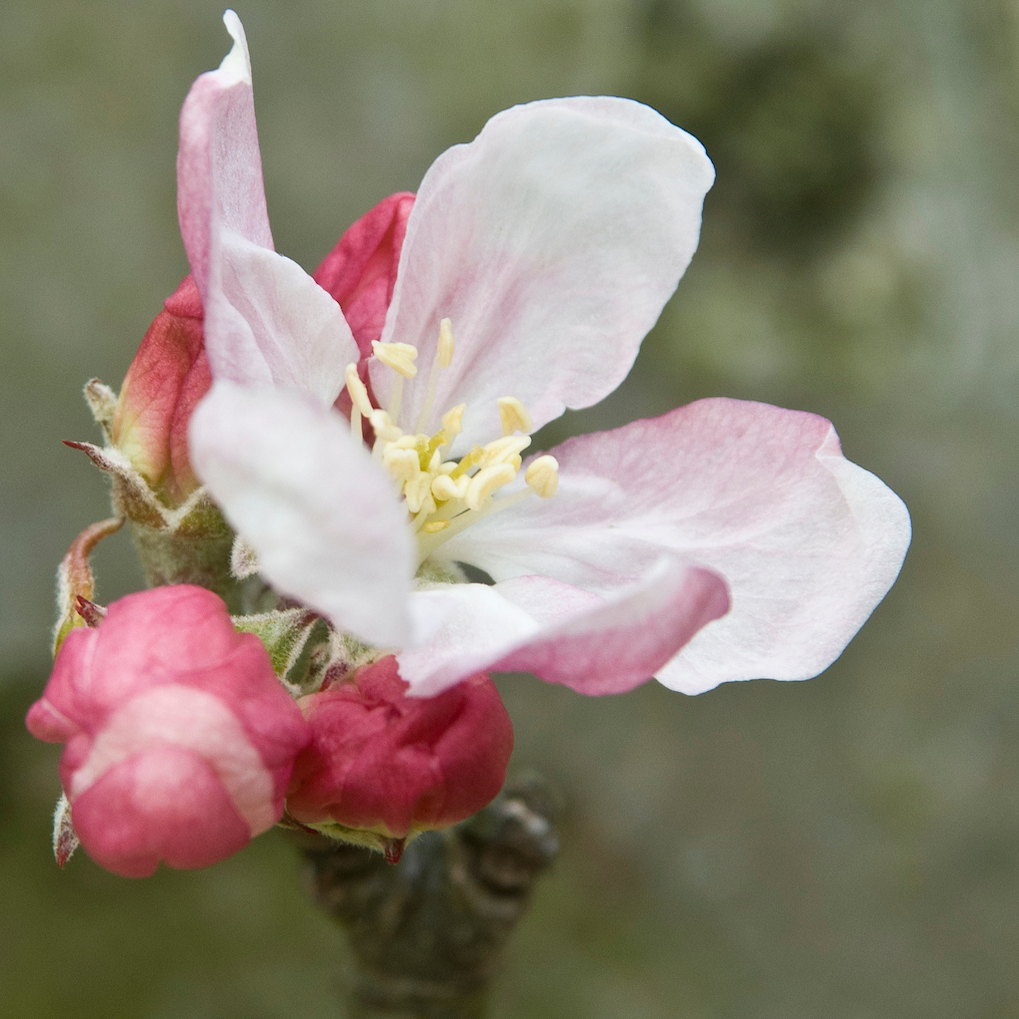 Egremont Russet Scions